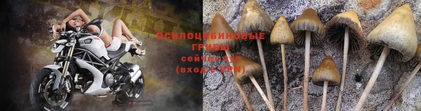 спиды Магас